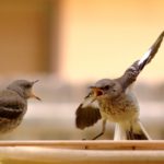 Mocking_Bird_Argument