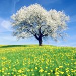 white-spring-tree-wallpaper