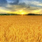 Bigstock_Wheat_Sunset_5492795-1920×1080